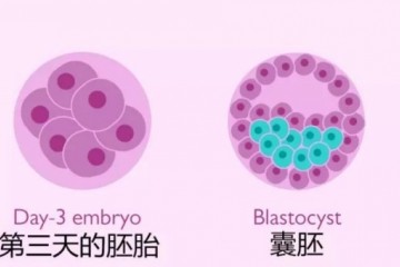 试管小白系列尖端完美的8细胞胚胎长什么样囊胚怎样分级