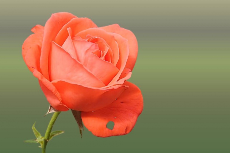 玫瑰按摩精油的功效使用玫瑰按摩精油的好处